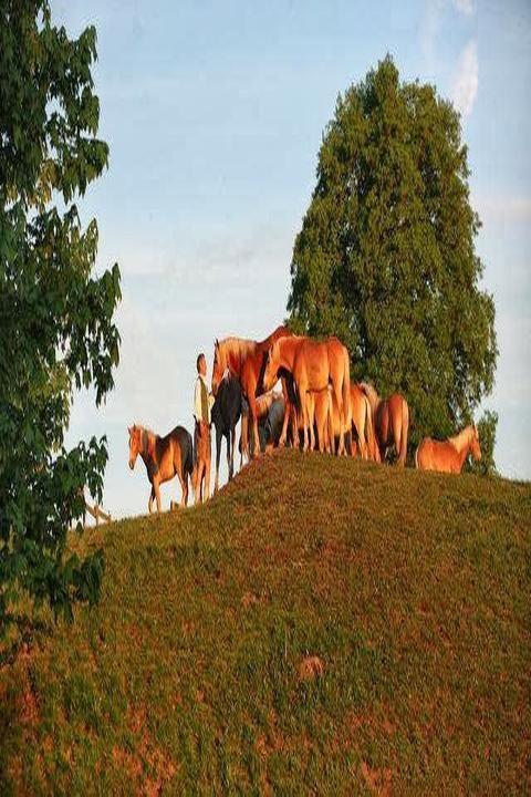 Haflinger Hof